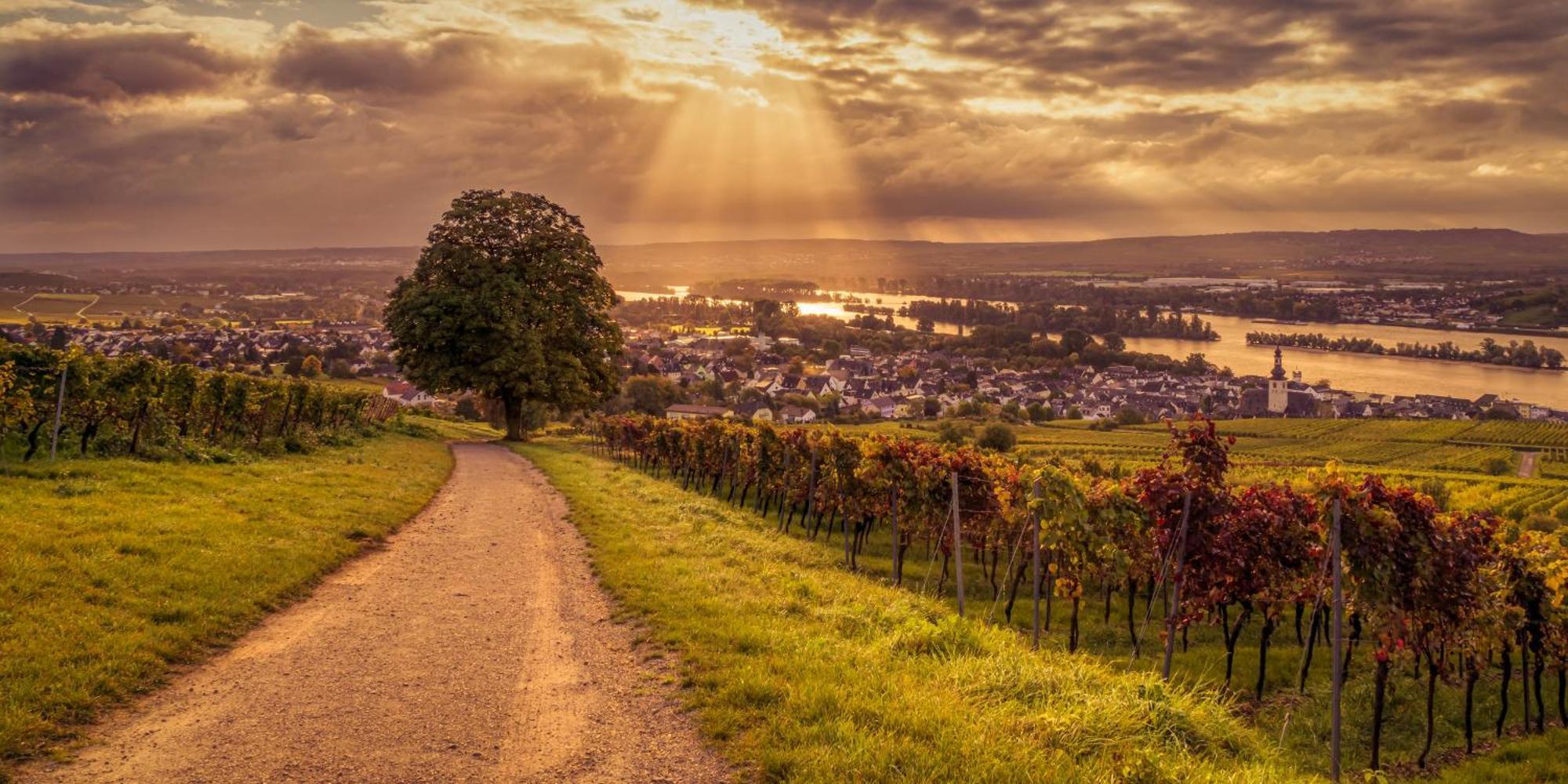 Weinhotel Des Riesling Zum Gruenen Kranz Rüdesheim am Rhein Exteriör bild